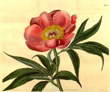 Paeonia mollis Bot. Mag. 48. 2264. 1821