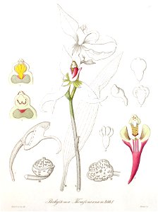 Pachystoma thomsonianum