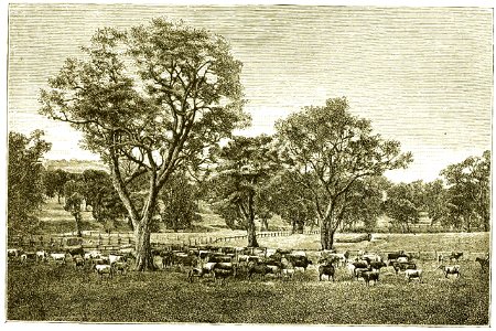 Page 411 Boy Travellers Australasia