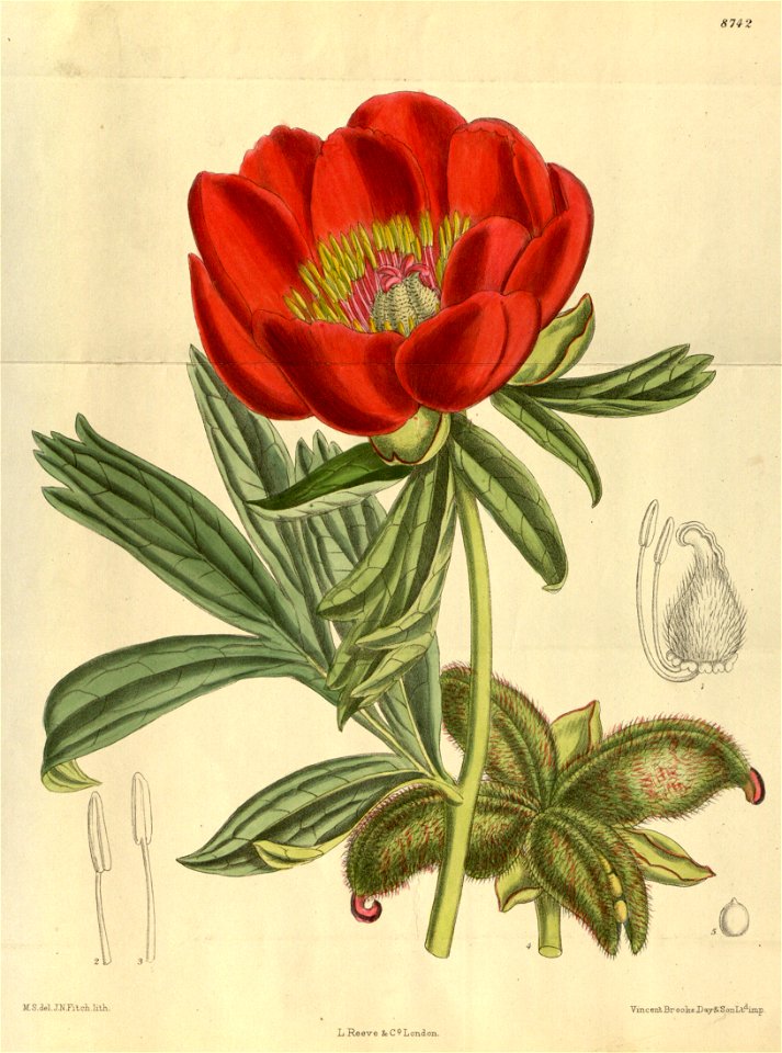 Paeonia peregrina 144-8742