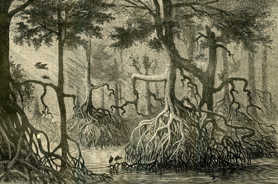 Paesaggi dell’istimo di Panama. Una foresta