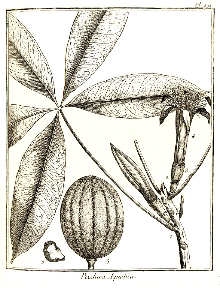Pachira aquatica Aublet 1775 pl 291