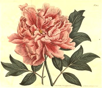Paeonia suffruticosa Bot. Mag. 29.1154.1809