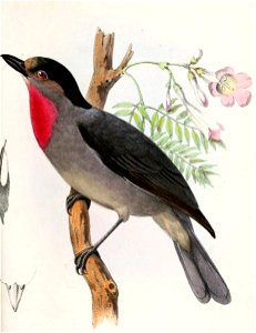 Pachyramphus aglaiae 1859