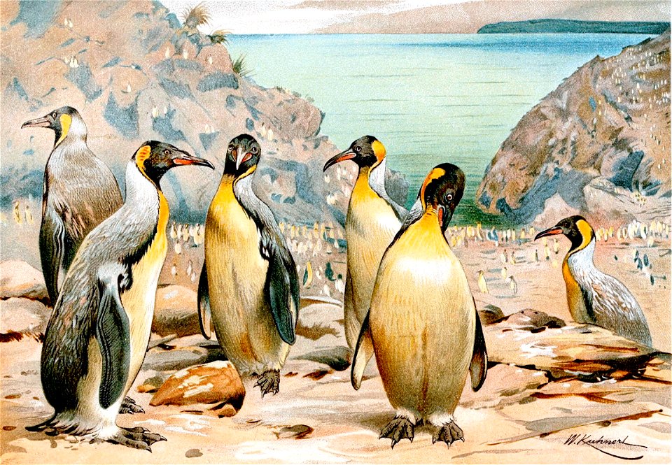 Pachydyptes ponderosus