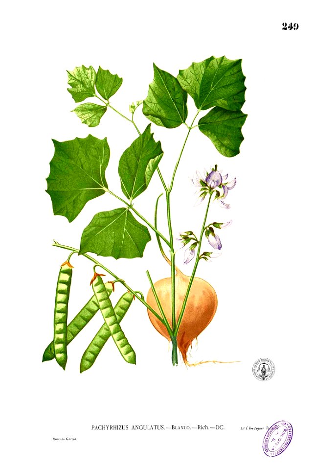 Pachyrhizus erosus Blanco2.249