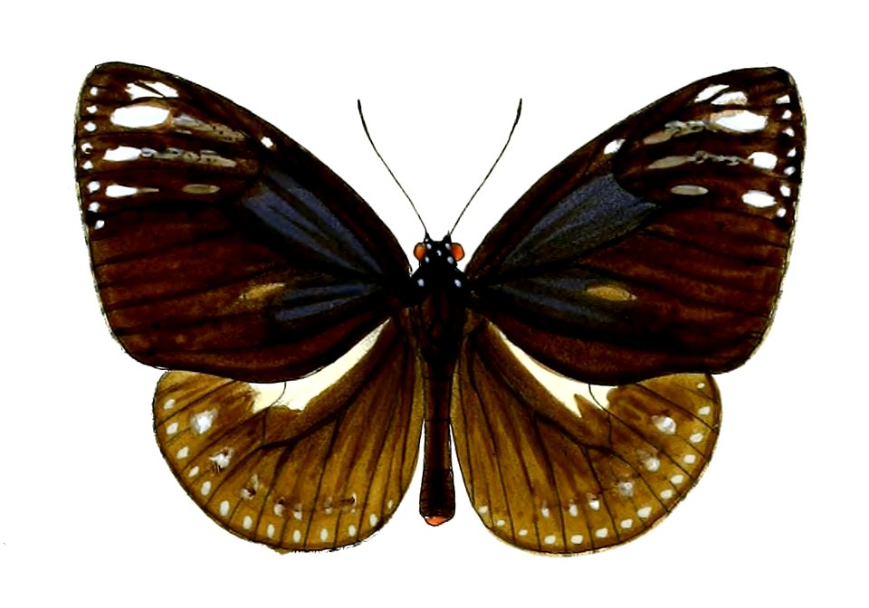 PademmaSherwillii 45 1