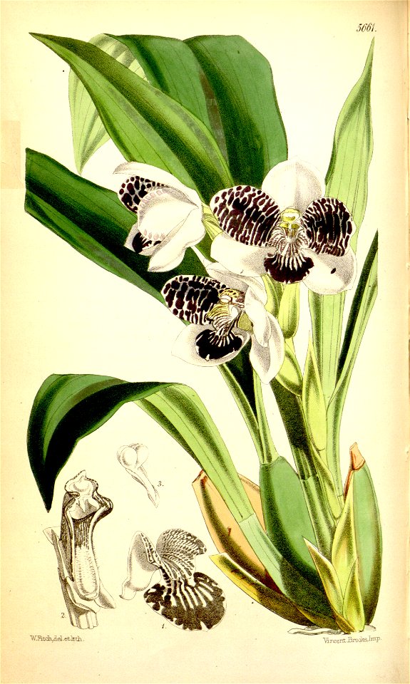 Pabstia jugosa (as Colax jugosus) - Curtis' 93 (Ser. 3 no. 23) pl. 5661 (1867)