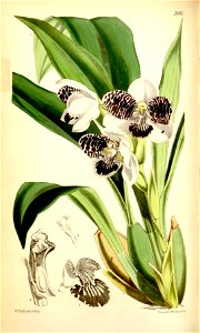 Pabstia jugosa (as Colax jugosus) - Curtis' 93 (Ser. 3 no. 23) pl. 5661 (1867)