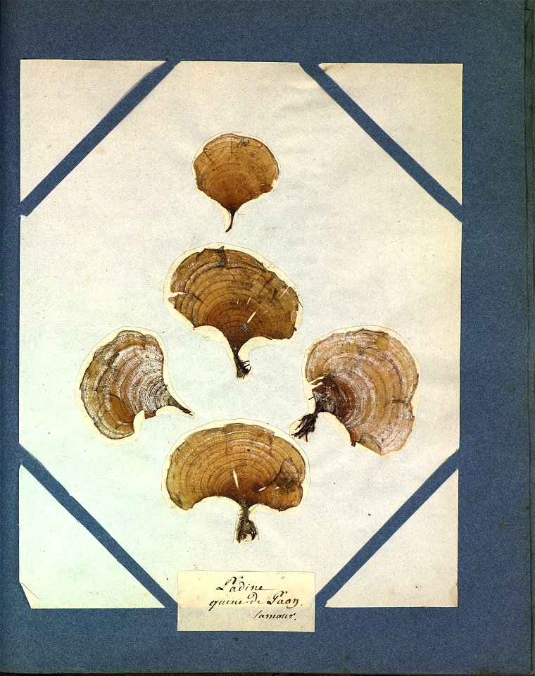 Padina pavonica