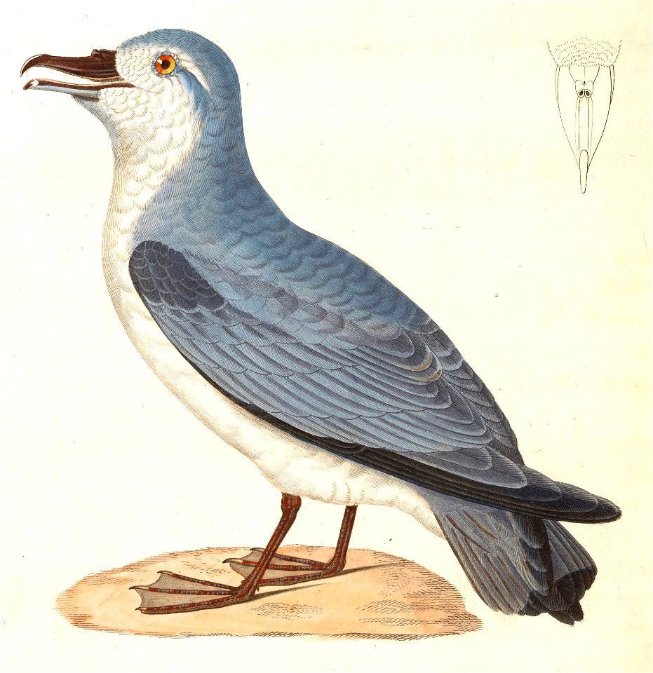 Pachyptila vittata 1838 in Temminck