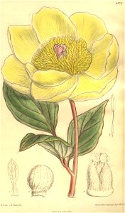 Paeonia daurica subsp. mlokosewitschii Bot. Mag. 134. 8173. 1908