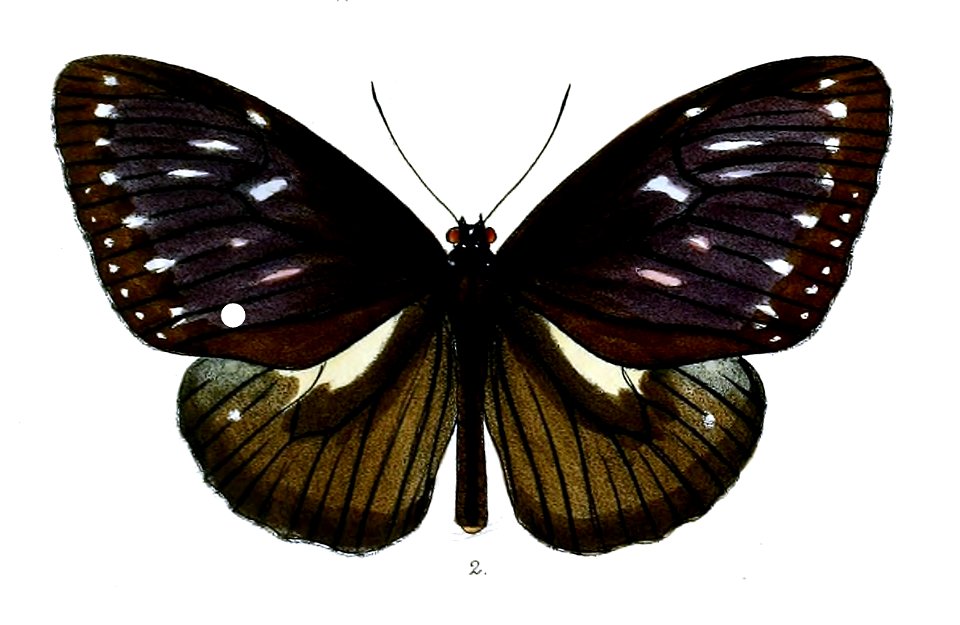 PademmaAugusta 42 2