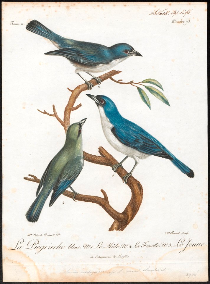 Pachycephala madagascariensis - 1796-1808 - Print - Iconographia Zoologica - Special Collections University of Amsterdam - UBA01 IZ16600353
