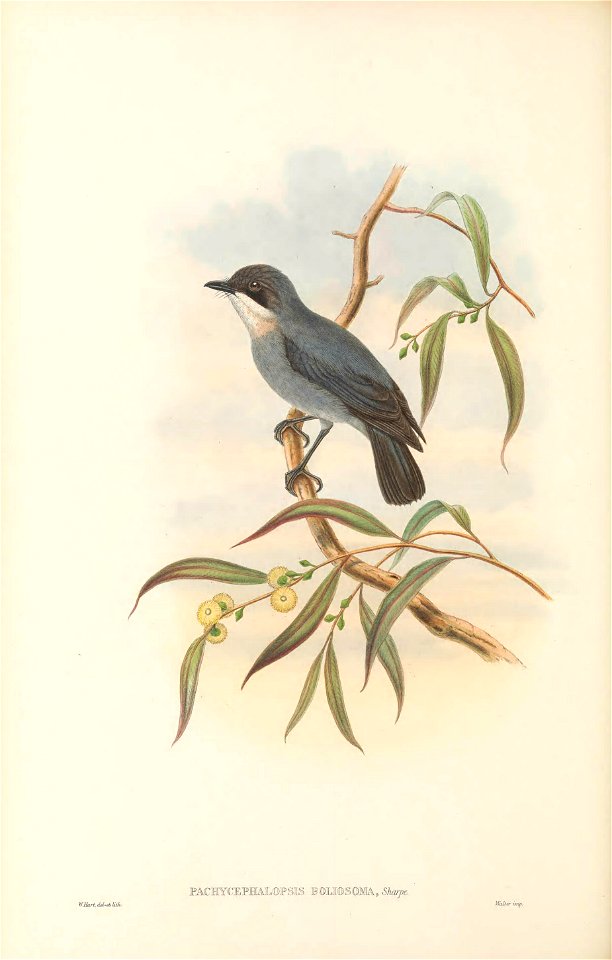 Pachycephalopsis poliosoma - The Birds of New Guinea