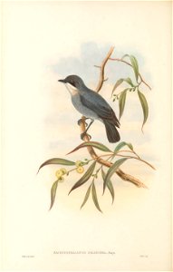 Pachycephalopsis poliosoma - The Birds of New Guinea