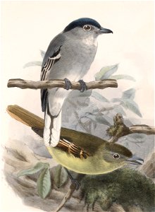 Pachyramphus albogriseus Keulemans