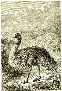 Page 404 Boy Travellers Australasia