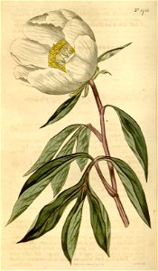 Paeonia lactiflora (P. albiflora) Bot. Mag, 42. 1756. 1815