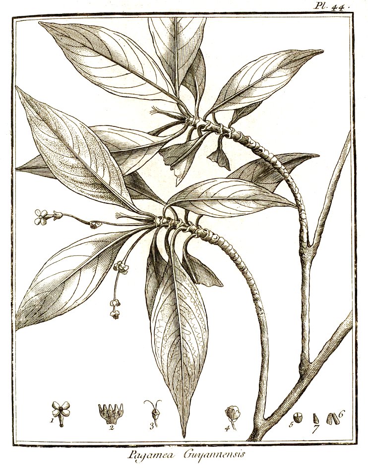 Pagamea guyannensis Aublet 1775 pl 44