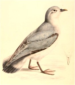 Pachyptila turtur 1838