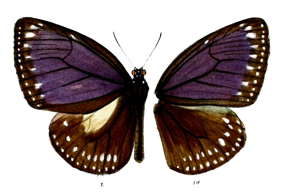 PademmaRegalis 44 1