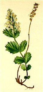Paederota bonarota Atlas Alpenflora