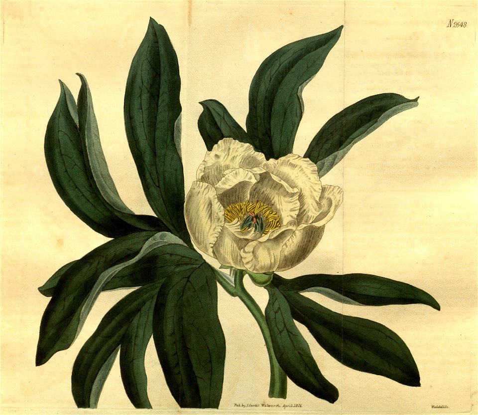 Paeonia sessiliflora Bot. Mag. 553. 2648. 1826