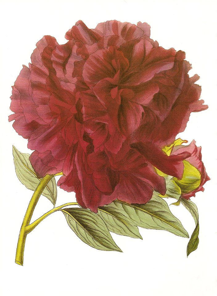 Paeonia suffruticosa RHS