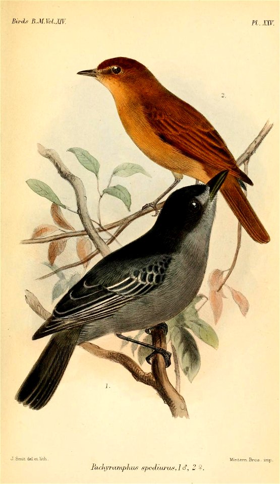 PachyramphusSpodiurusSmit