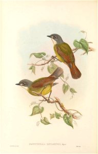 Pachycephalopsis hattamensis - The Birds of New Guinea
