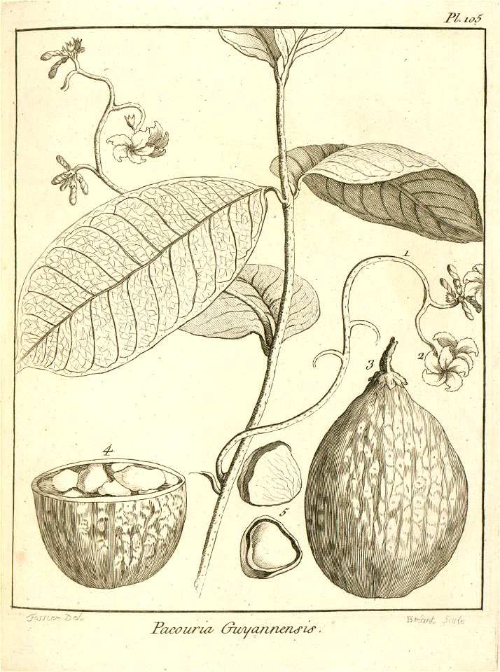 Pacouria guianensis Aublet 1775 pl 105