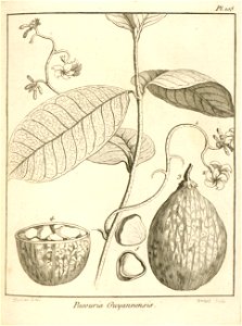 Pacouria guianensis Aublet 1775 pl 105