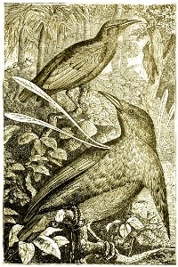 Page 435 Boy Travellers Australasia