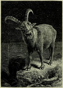 Page 353 - Scrambles amongst the Alps - Whymper