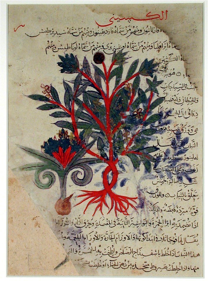 Page from a Materia Medica (6125042278)