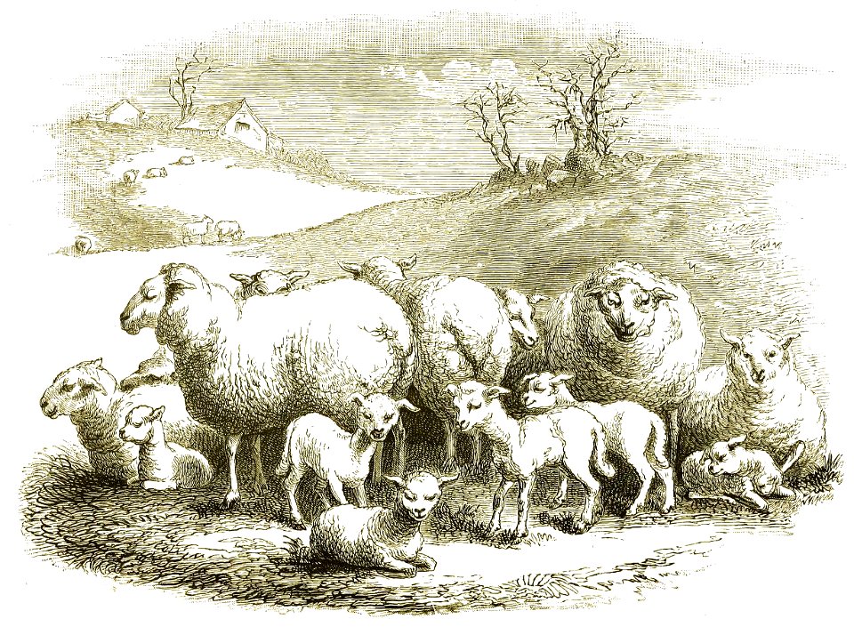 Page 413 Boy Travellers Australasia