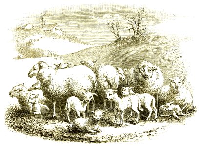 Page 413 Boy Travellers Australasia