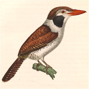 Nystalus chacuru chacuru 1838