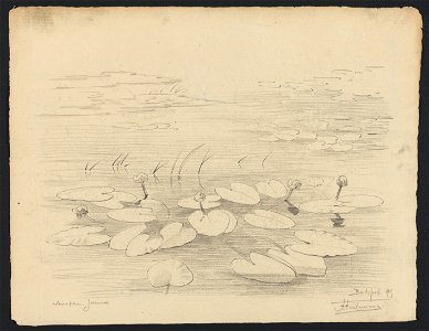 Nénuphars jaunes à Boitsfort 1895 drawing by Jean-François Taelemans, R-2009-26387, Prints Department, Royal Library of Belgium
