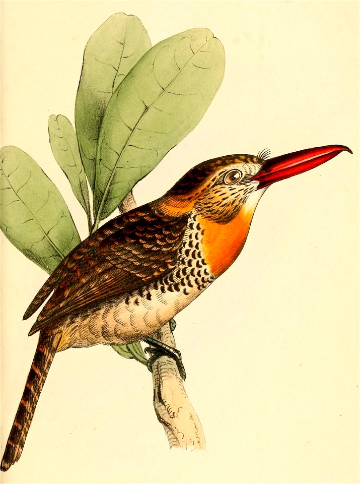 Nystalus maculatus maculatus 1841