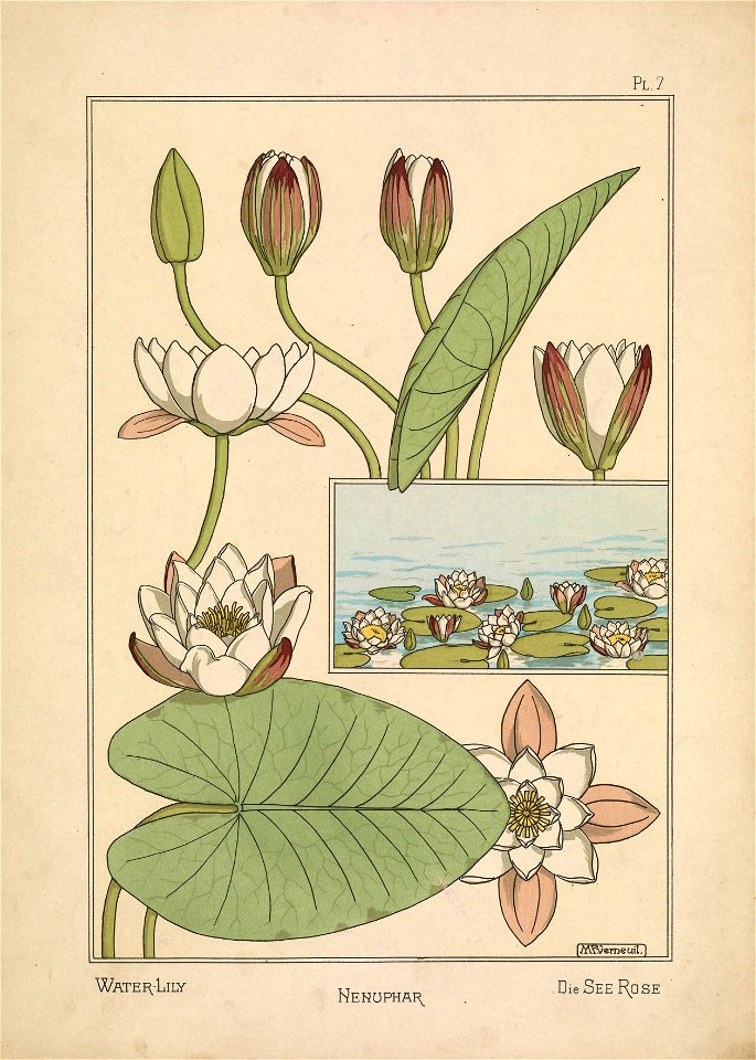 Nénuphar Verneuil Pl 1