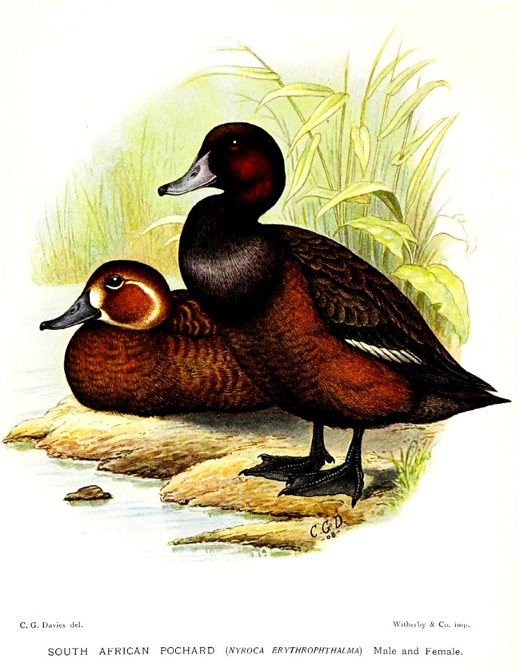 NyrocaErythrophthalmaDavies