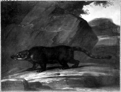 Näsbjörn (David Klöcker Ehrenstrahl) - Nationalmuseum - 77451