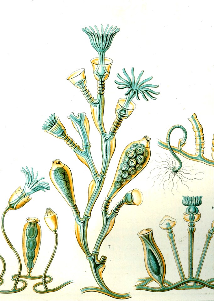 Obelia geniculata