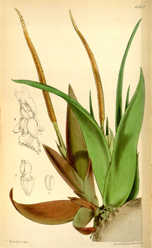 Oberonia mucronata (as Oberonia iridifolia) - Curtis' 76 (Ser. 3 no. 6) pl. 4517 (1850)