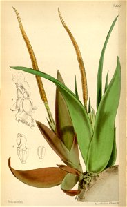 Oberonia mucronata (as Oberonia iridifolia) - Curtis' 76 (Ser. 3 no. 6) pl. 4517 (1850)