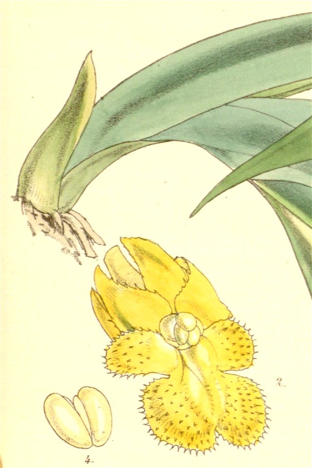Oberonia acaulis - Curtis' 84 (Ser. 3 no. 14) pl. 5056 (1858) (cropped)