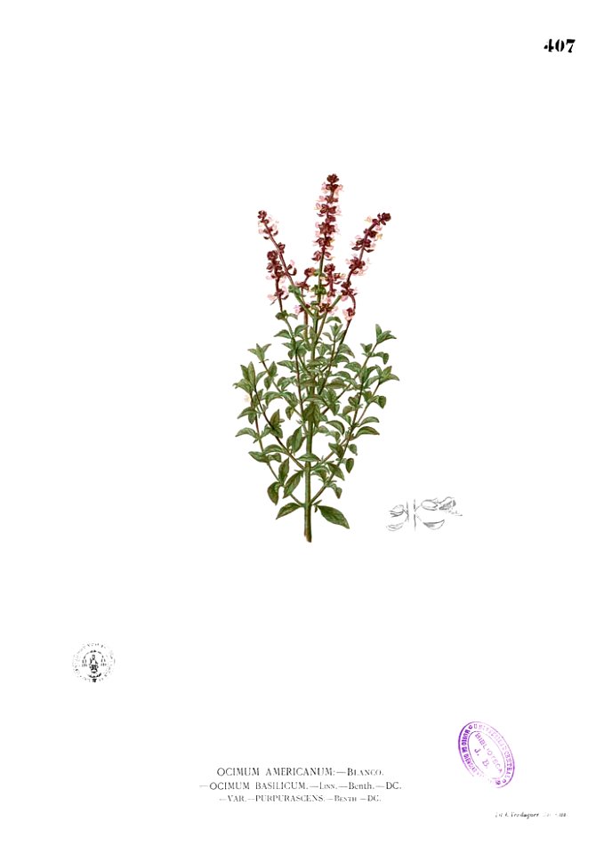 Ocimum basilicum Blanco2.407