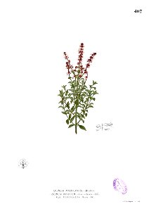 Ocimum basilicum Blanco2.407